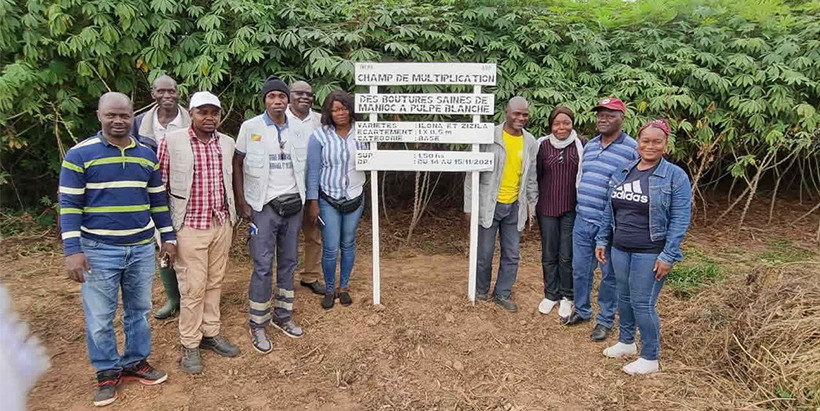 Visiting a cassava multiplication site in DR Congo.