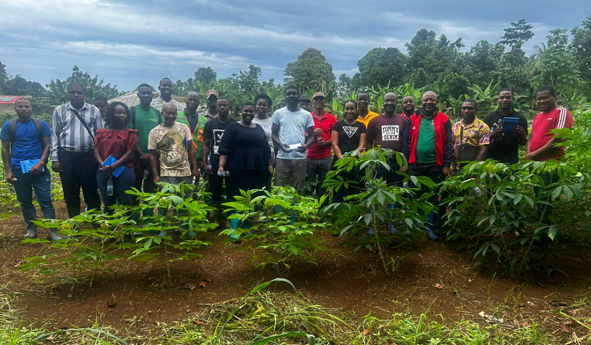 IITA-p2: Participants engaged in practical field sessions on cassava and sweet potato seed multiplication at the CIAT–BECAF campus.