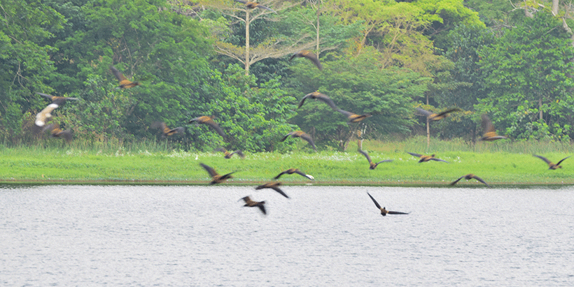 World Migratory Bird Day (WMBD) is observed on the second Saturdays in May and October.