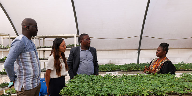 Xiaoyan Ma, on a tour of the semi-autotropic hydroponics system for cassava propagation.