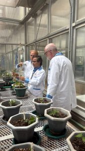 Pairwise scientists and donor representative in the IITA Greenhouse with Dr Jaindra Tripathi