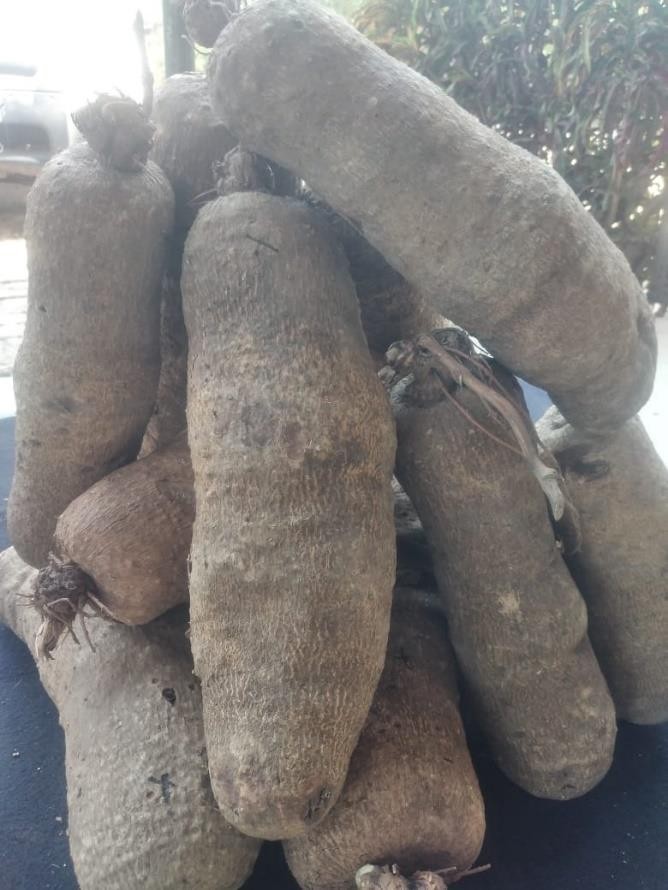 New Yam Varieties