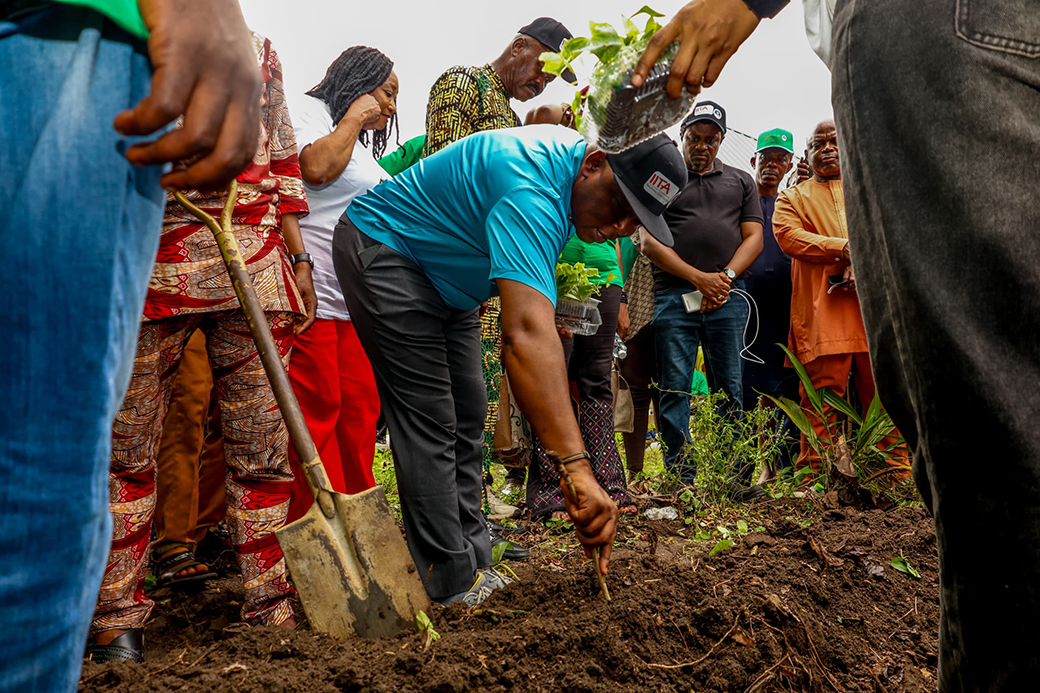 IITA Field and Seed Systems Specialist, Dr Olugboyega Pelemo demonstrating the transferring of yam vines from SAH box to the field.