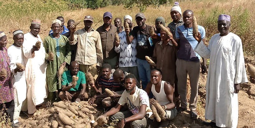 Yam farmers from Kachia, Kaduna State with bountiful harvests of Va yam and Aku Abata.