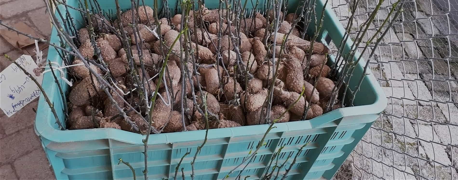 COVID19 – Work in shifts, researchers advise yam seed producers and farmers