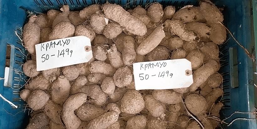 COVID19 – Work in shifts, researchers advise yam seed producers and farmers