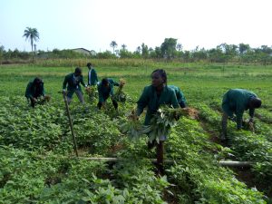 Youth participation in agriculture is projected to be a big income earner