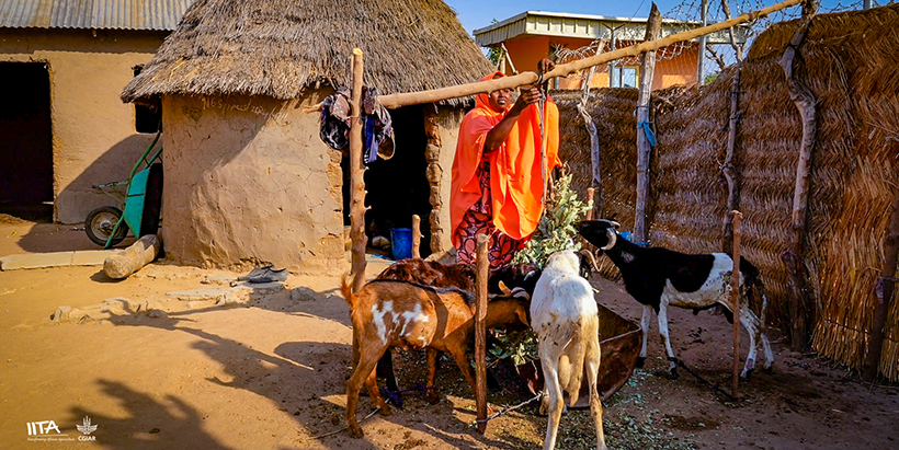 Zainab Aliyu with her goats