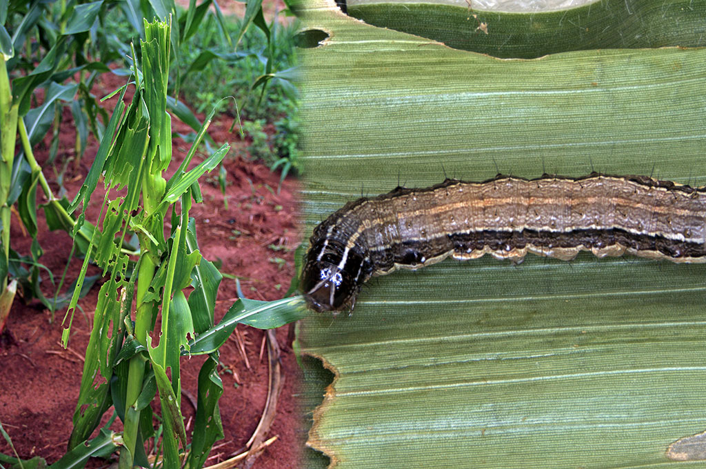 army-worm