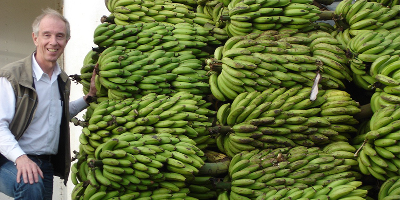 Rony Swennen posing close to banana hybrid bunches cultivated on large scale