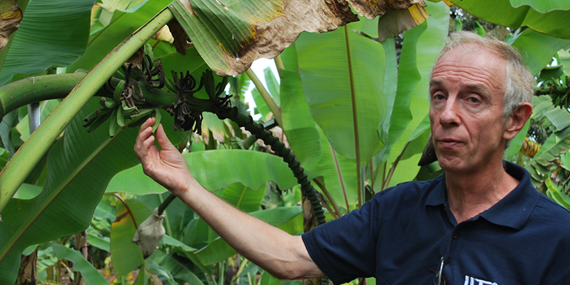 Rony Swennen in a wild diploid banana variety field