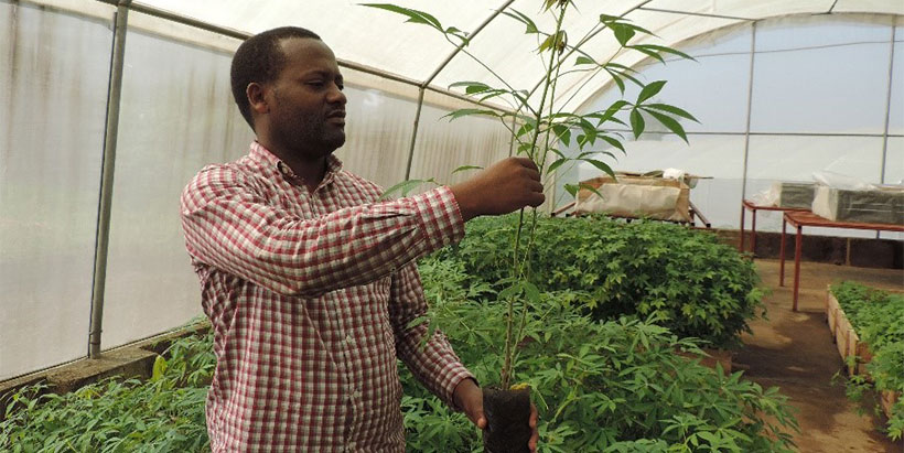 Dr Athanase Nduwumuremyi from RAB holds a clean seed in a screen house.