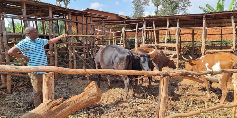 Sezikeye Antoine, a lead farmer in Bugabira (Kirundo Province), expresses satisfaction with three cows inseminated on his farm, previously relying on risky and budget-consuming bulls due to service disruptions. He commends AID-I GLR's efforts to establish a regular AI service in his locality.
