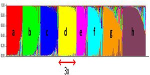 Genetic structure of Dioscorea rotundata base collection.
