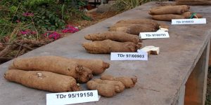 Display of some white yam varieties with yam seed.