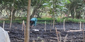 Forest conservation begins with a robust nursery system for new trees.