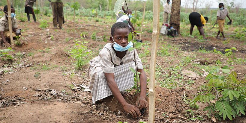 IITA partners with Nigerian Breweries for Olokemeji Reforestation