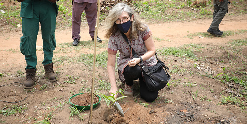 IITA partners with Nigerian Breweries for Olokemeji Reforestation