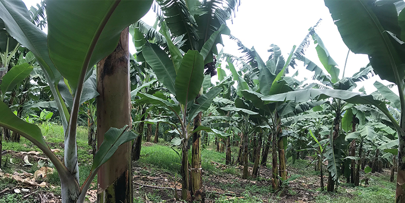 pests and climate variation are some of the risks that threaten plantain production