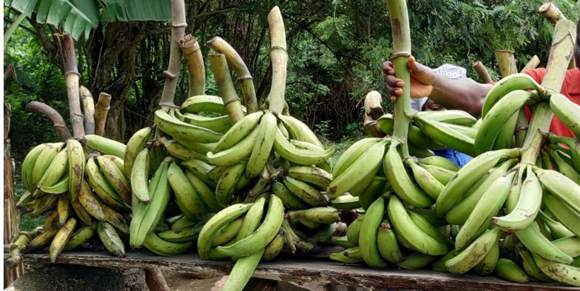 Study lifts the lid on plantain consumer preferences, adds fresh insights for breeding programs
