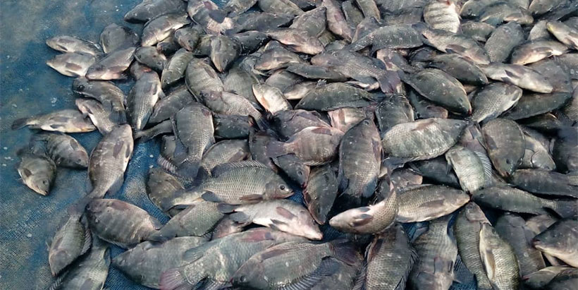 Newly harvested Tilapia fish.