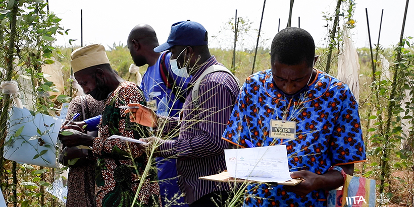 Researchers organize PVS workshop to improve African Yam Bean availability and enhance food security