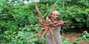 A farmer proudly displays the TME419 cassava variety