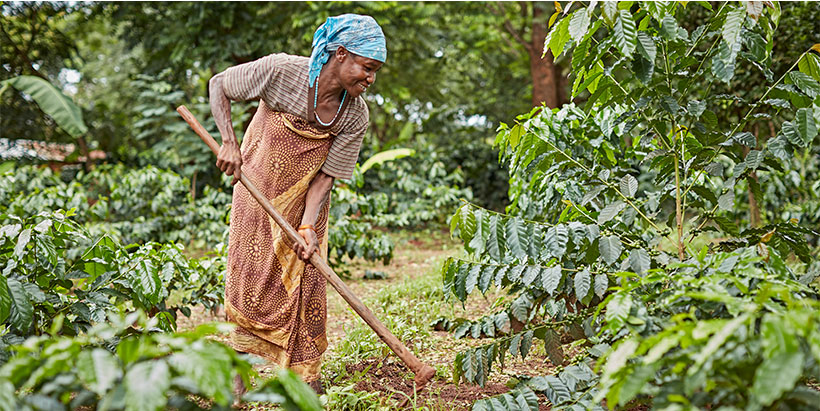 Smallholder Coffee farmer in Ugandan.