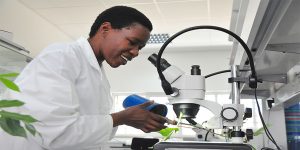 Eveline Wosula of the VVEG counting whitefly eggs on cassava leaves in the laboratory