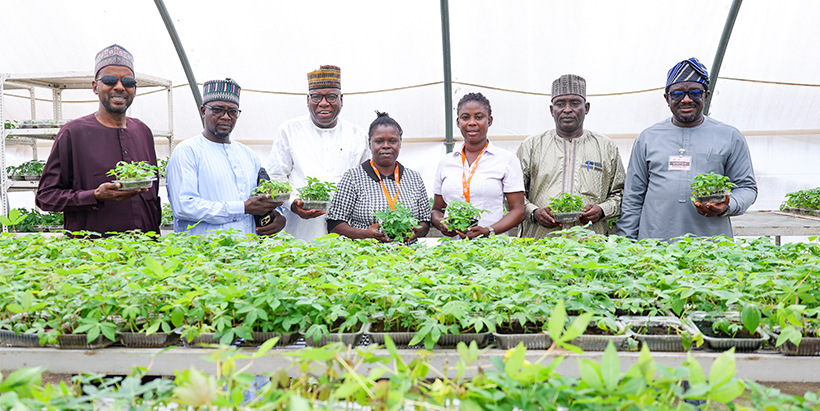 FUAEB delegates tour IITA's Semi-Autotrophic Hydroponics (SAH) screenhouse learning about innovative cassava seed multiplication technologies that support rapid production of clean planting materials.