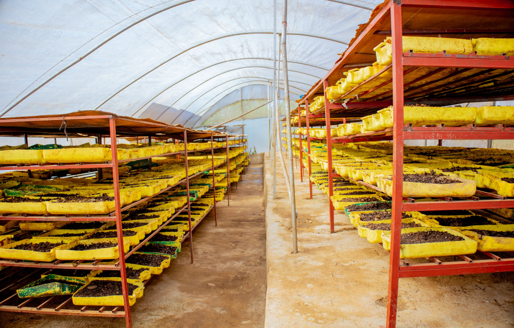 Inside one of the screen houses at the BSF Knowledge and Learning Center in Kamonyi District.