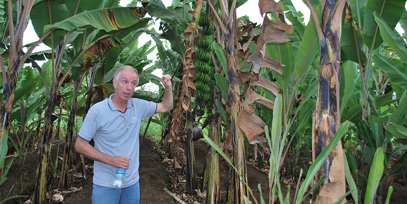 Professor-Rony-Swennen-in-a-banana-field.