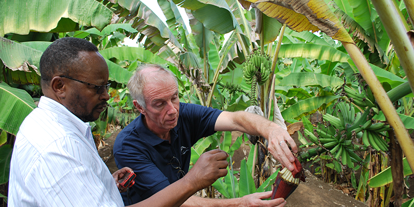 Professor-Rony-Swennen-with-another-colleague-during-inspection-of-a-banana-research-field.