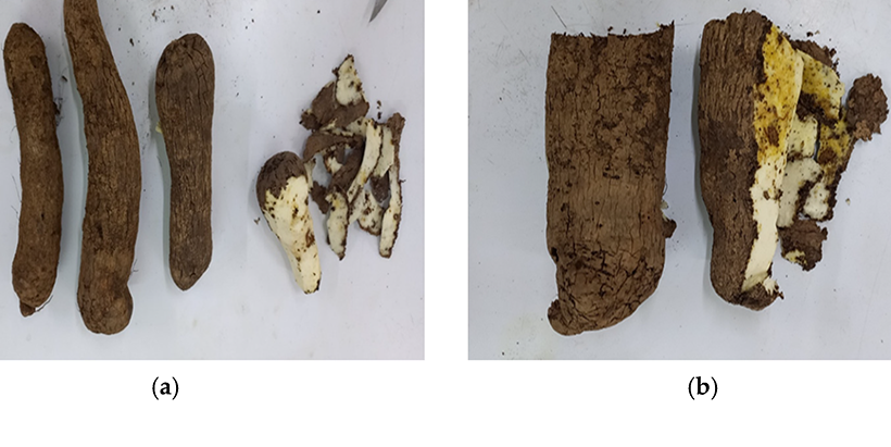 Yam diseases during storage, (a) diseased yam showing cracks and dark brown patches beneath skin; (b) dry rot symptoms and yellowing beneath skin.