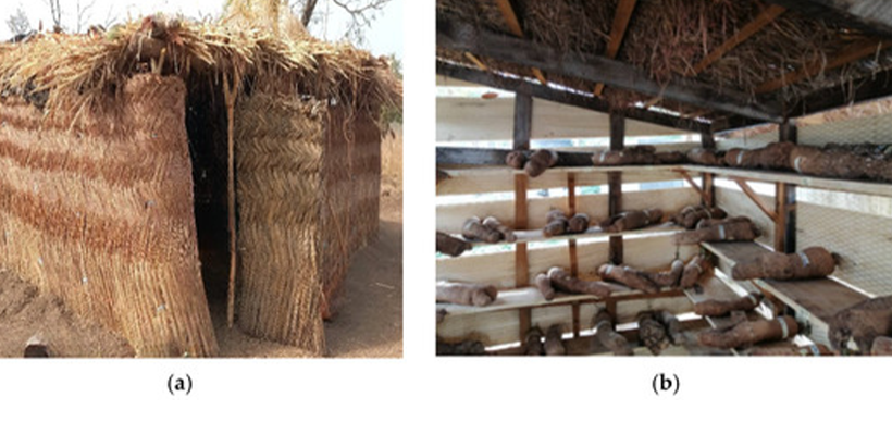 Yam storage facilities used by surveyed farmers, (a) storage in farms; (b) yam barn.