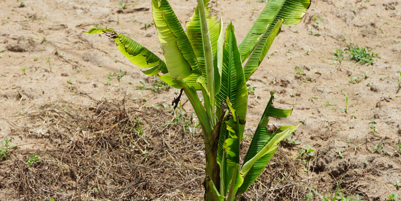Lost Hope: A smallholder farmer's banana garden severely devastated by Banana Bunchy Top Disease (BBTD), resulting in the loss of most plants.