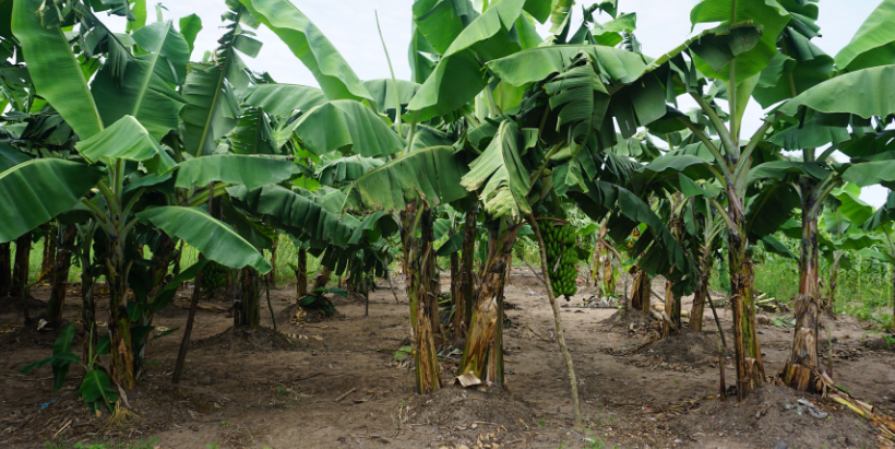 Restored Hope: A smallholder farmer in Ukerewe successfully restored their banana garden using certified disease-free planting material produced through the locally established macro-propagation unit.