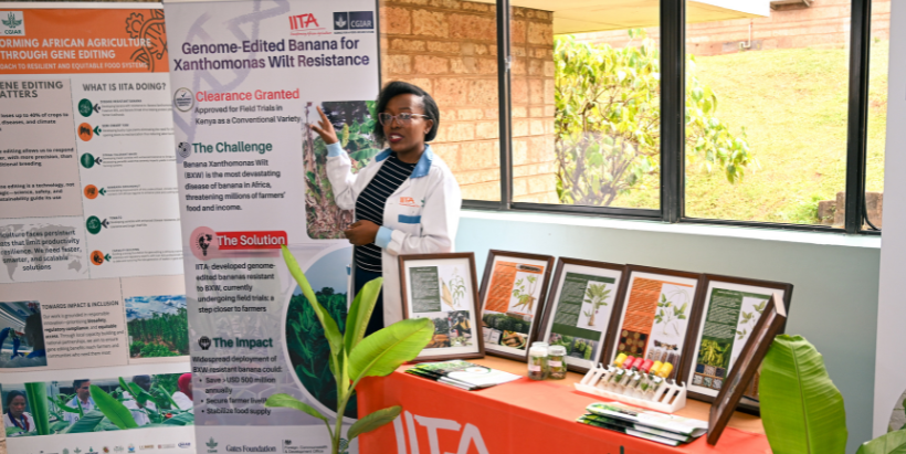 Showcase of IITA’s Biotechnology Program work in Nairobi.