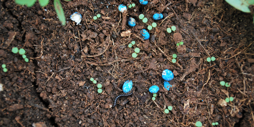 Aflasafe granules in the soil.