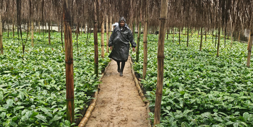 A LACRA official in the coffee nursery before distribution.
