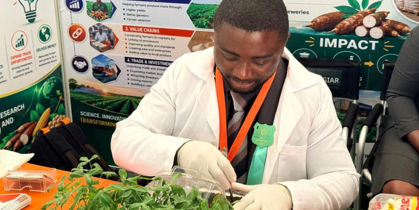 Demonstrating innovative propagation techniques that accelerate the delivery of improved cassava planting materials to farmers.