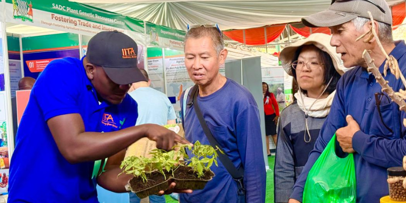 Showcasing IITA's cassava seed multiplication innovation to stand visitors.