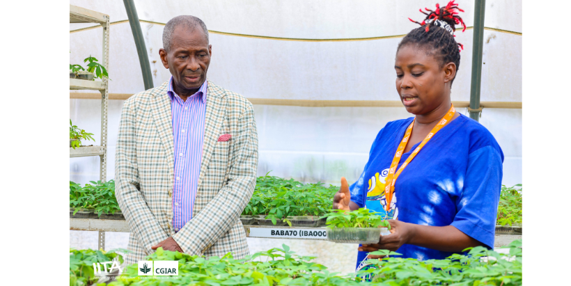 H.E. Ambassador Yaya Olaniran visiting the cassava SAH screenhouse at IITA.