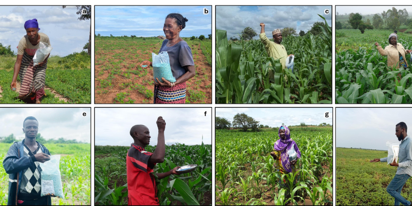 Farmers applying Aflasafe products in trials conducted on their farms in Mozambique (a), Madagascar (b), Nigeria (c), Kenya (d), Sierra Leone (e), Tanzania (f), Mali (g), and Sudan (h). Aflasafe products are being applied to groundnut (a, b), maize (c-f), sorghum (g), and sesame (h). These countries represent a selection of the broader range of countries across Africa where Aflasafe is used. Aflasafe products are commercially available in all the countries where treatment is shown except Madagascar, Sudan, and Sierra Leone, where field testing for registration purposes is ongoing. All photos were taken by IITA staff, except (e), which was taken by staff of the Sierra Leone Agricultural Research Institute.