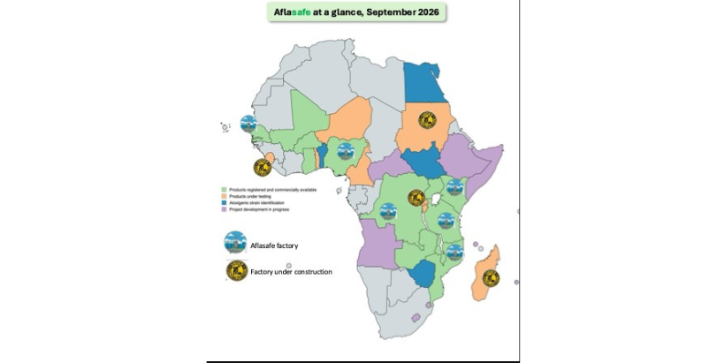 Status of Aflasafe activities across Africa, ranging from countries where i) projects are under development (purple), ii) atoxigenic strains are being characterized, iii) candidate products are being tested in farmer-led field trials, and iv) Aflasafe products are registered and commercially available through public-private partnerships.
