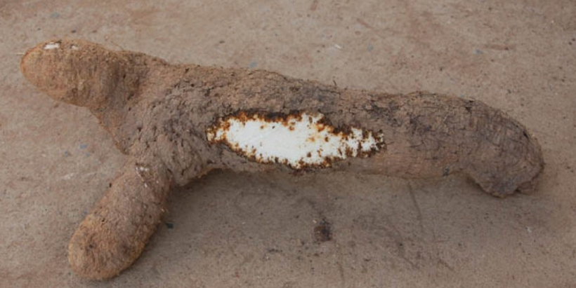 Infected yam tuber.
