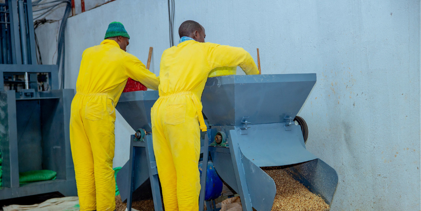 At the factory, freshly processed cassava peels have been transformed into High-Quality Cassava Peels (HQCP).