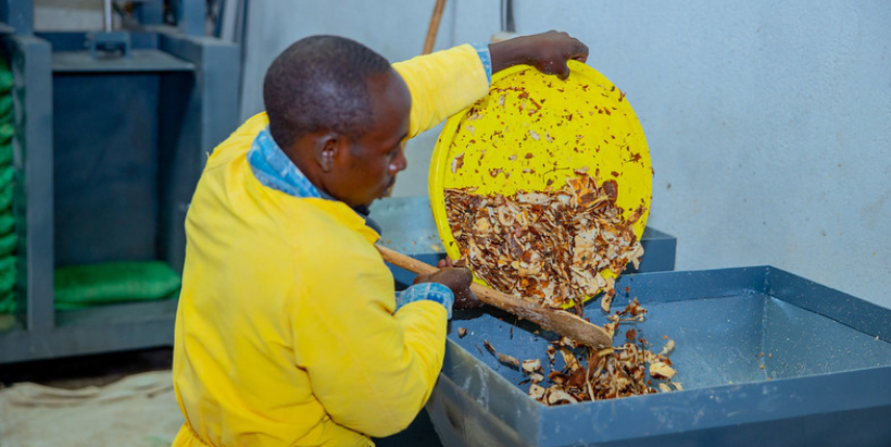 Kabizu staff putting the cassava peels into a grating machine to process them into High-Quality Cassava Peels (HQCP)