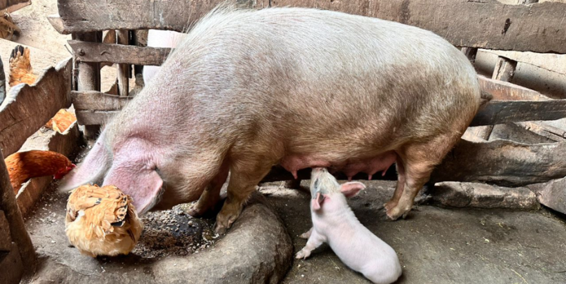 Livestock animals (pigs and chicken) feeding on HQCP in Kamonyi District, Rwanda