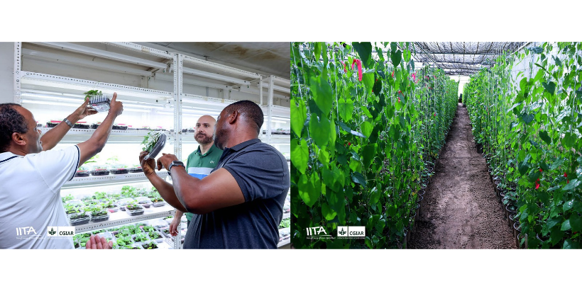 Scientists from IITA Yam Improvement Program demonstrate yam seed multiplication technologies to Makram Geha during a laboratory tour.
